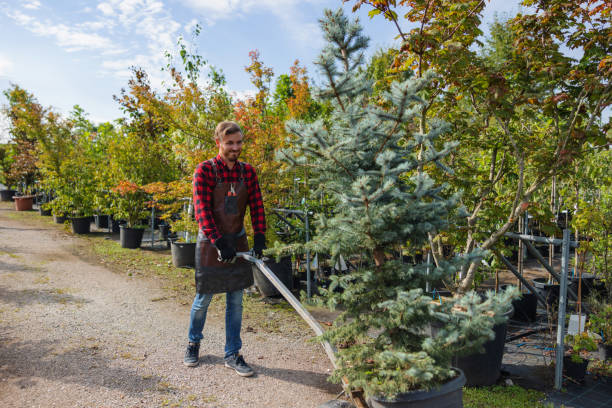 Gowanda, NY Tree Services Company